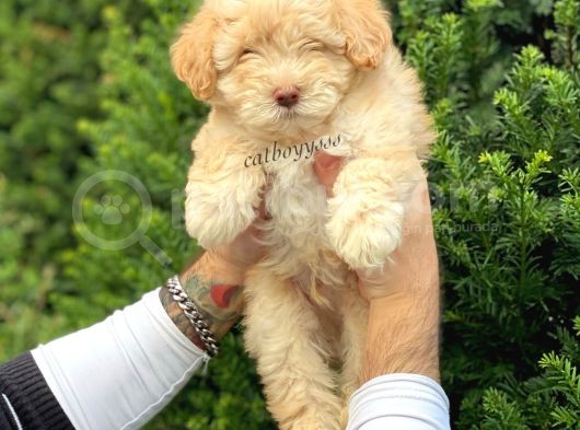 Di̇zayn Irk Malti̇poo Yavrumuz görsel