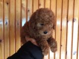 Red Toy Poodle Erkek Yavrularımız