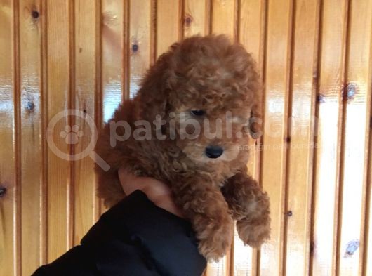 Red Toy Poodle Erkek Yavrularımız görsel