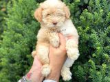 Di̇zayn Irk Malti̇poo Yavrumuz