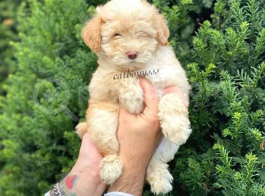 Di̇zayn Irk Malti̇poo Yavrumuz