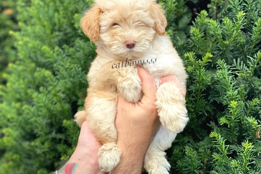 DİZAYN IRK MALTİPOO YAVRUMUZ