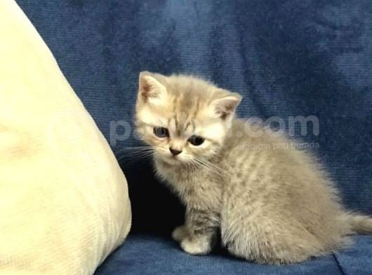Muhteşem Bebekler görsel