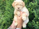 Di̇zayn Irk Malti̇poo Yavrumuz