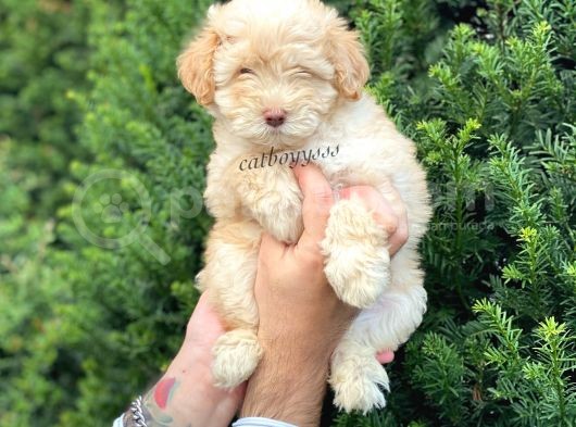 Di̇zayn Irk Malti̇poo Yavrumuz görsel