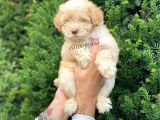 Di̇zayn Irk Malti̇poo Yavrumuz