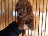 Red Toy Poodle Erkek Yavrularımız