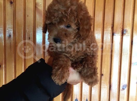 Red Toy Poodle Erkek Yavrularımız görsel