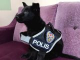 Siyah Alman Çoban