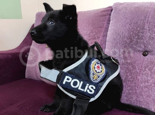 Siyah Alman Çoban görsel