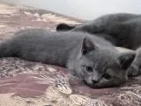 Kraliçe Suzanın 4. Nesil Yavruları İzmir Bornova