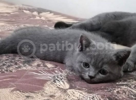 Kraliçe Suzanın 4. Nesil Yavruları İzmir Bornova görsel