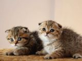 Şecereli̇ Golden Tabby Erkek Yavrulari ( İlan Açiklamasini Okuyunuz )
