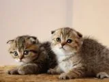 ŞECERELİ GOLDEN TABBY ERKEK YAVRULARI ( İLAN AÇIKLAMASINI OKUYUNUZ )