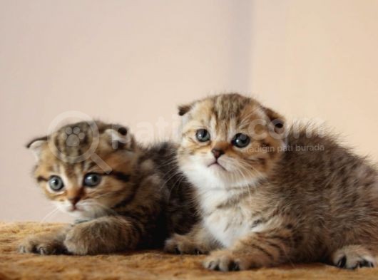 Şecereli̇ Golden Tabby Erkek Yavrulari ( İlan Açiklamasini Okuyunuz ) görsel