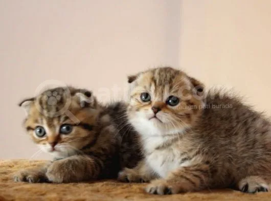 Şecereli̇ Golden Tabby Erkek Yavrulari ( İlan Açiklamasini Okuyunuz )