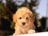 Apri̇cot Toy Poodle Yavrular