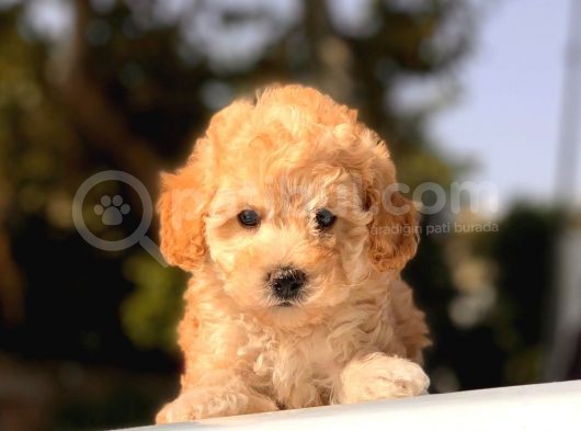 Apri̇cot Toy Poodle Yavrular görsel
