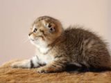 Şecereli̇ Golden Tabby Erkek Yavrulari ( İlan Açiklamasini Okuyunuz )