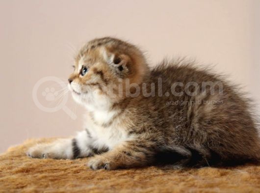 Şecereli̇ Golden Tabby Erkek Yavrulari ( İlan Açiklamasini Okuyunuz ) görsel
