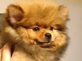Tüy Yumağı Pomeranian