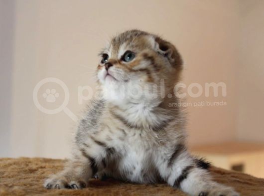 Şecereli̇ Golden Tabby Erkek Yavrulari ( İlan Açiklamasini Okuyunuz ) görsel