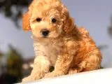 Apri̇cot Toy Poodle Yavrular