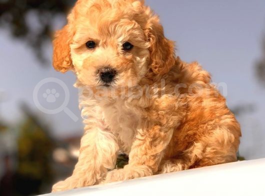 Apri̇cot Toy Poodle Yavrular görsel