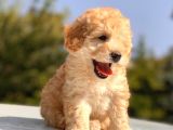 Apri̇cot Toy Poodle Yavrular