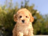 Apri̇cot Toy Poodle Yavrular