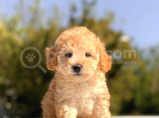 Apri̇cot Toy Poodle Yavrular görsel