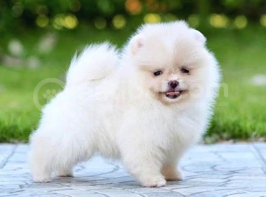 Aa Kalite Safkan  Pomeranian Oğlumuz 'Lothbrok' görsel