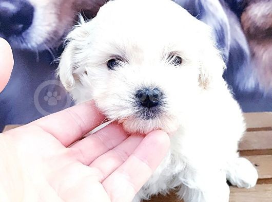 Harika Maltese Yavrular görsel
