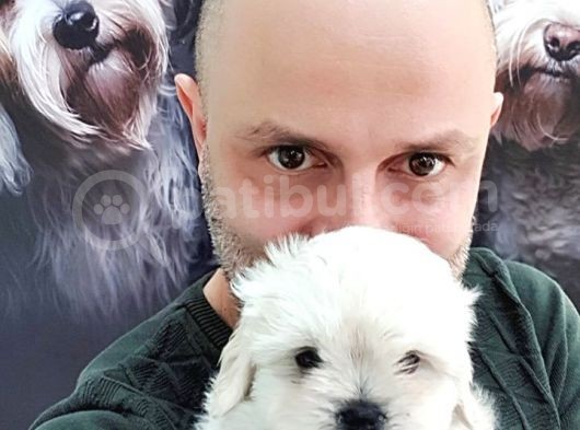 Harika Maltese Yavrular görsel