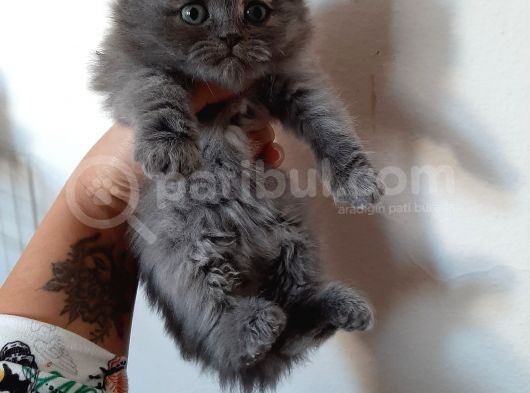 Anne Altından Sağlıklı Yavrular görsel