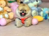 Ayıcık Surat Boo Pomeranian Yavrular