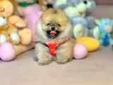 Ayıcık Surat Boo Pomeranian Yavrular