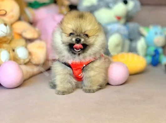 Ayıcık Surat Boo Pomeranian Yavrular