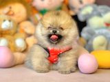Ayıcık Surat Boo Pomeranian Yavrular
