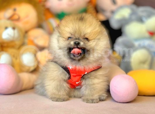 Ayıcık Surat Boo Pomeranian Yavrular görsel