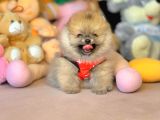 Ayıcık Surat Boo Pomeranian Yavrular