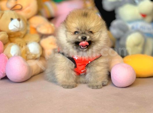 Ayıcık Surat Boo Pomeranian Yavrular görsel