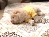 Chow Chow (Çin Aslanı) Yavruları