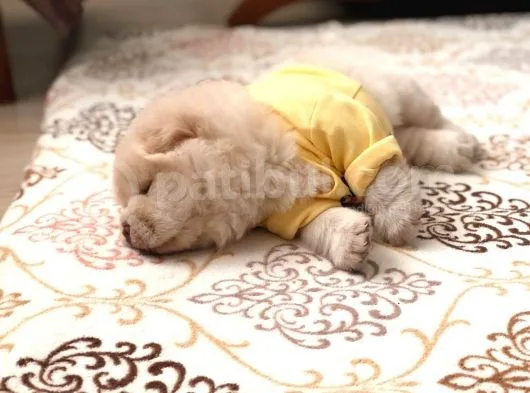 Chow Chow (Çin Aslanı) Yavruları