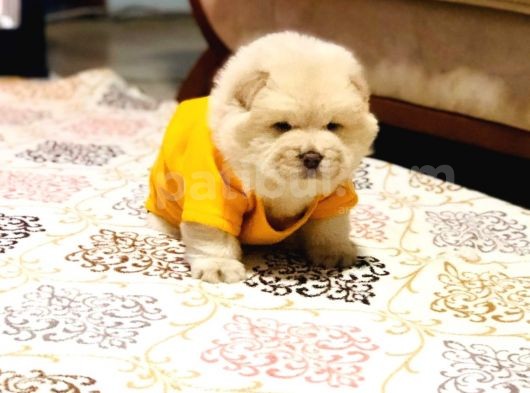 Chow Chow (Çin Aslanı) Yavruları görsel