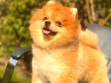 Pomeranian Teddy Bear