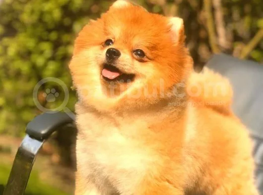 Pomeranian Teddy Bear