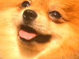 Pomeranian Teddy Bear