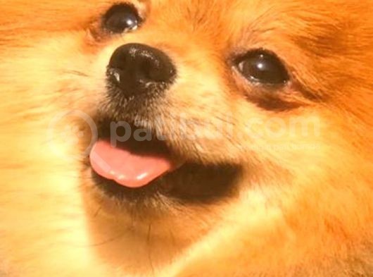 Pomeranian Teddy Bear görsel