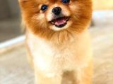 Pomeranian Teddy Bear